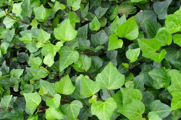 什么植物吸甲醛?6種植物推薦給住新房的你