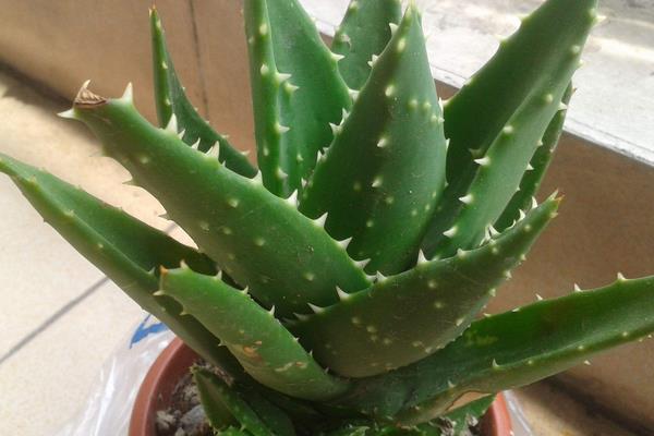 什么植物吸甲醛?6種植物推薦給住新房的你