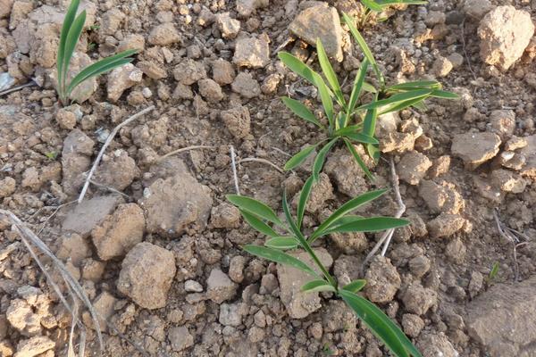 黨參種植日常管理及注意事項