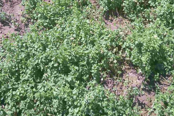 黨參種植日常管理及注意事項