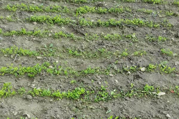 黨參種植日常管理及注意事項