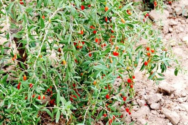 枸杞蚜蟲的防治方法，掌握發病規律，三步防治蚜蟲害