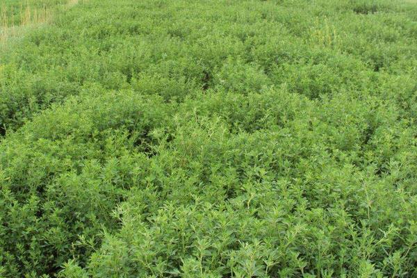 苜蓿日常管理方法及注意事項