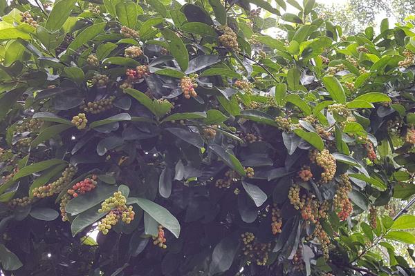 五味子日常管理方法及注意事項