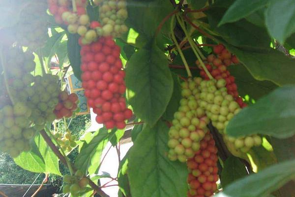 五味子日常管理方法及注意事項