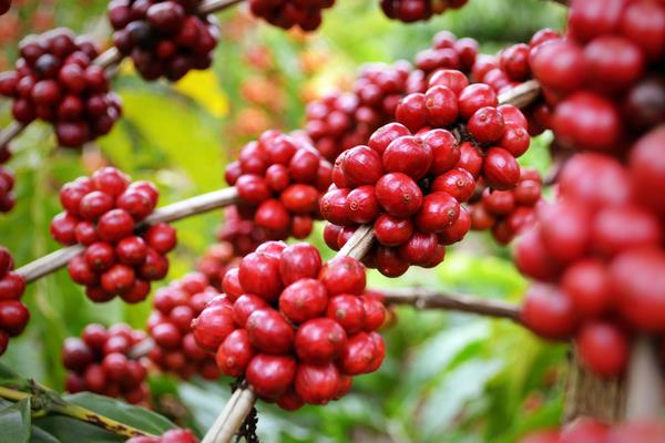 五味子日常管理方法及注意事項