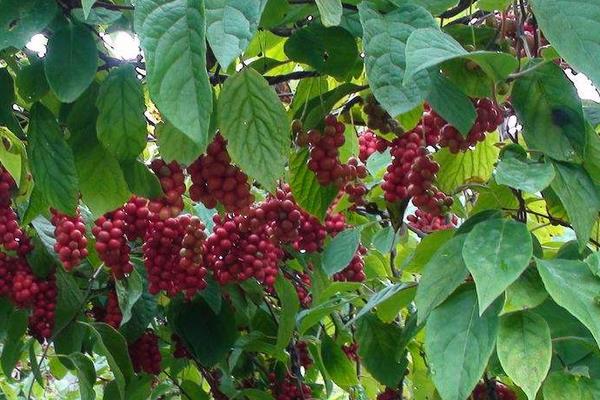 五味子日常管理方法及注意事項