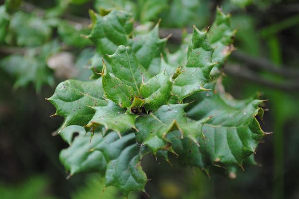 枸骨怎么繁殖?播種、嫁接及扦插,看完就學(xué)會(huì)