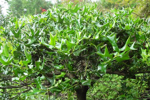 枸骨怎么繁殖?播種、嫁接及扦插,看完就學(xué)會(huì)