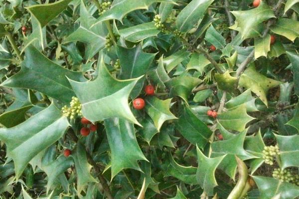 枸骨怎么繁殖?播種、嫁接及扦插,看完就學(xué)會(huì)