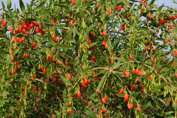 枸杞修剪整形技術，四步輕松提高產量