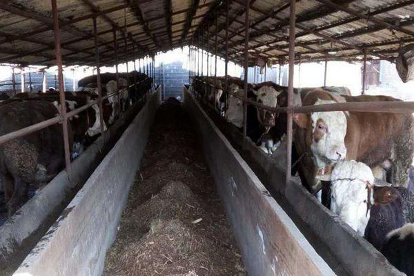 規模養殖場標準