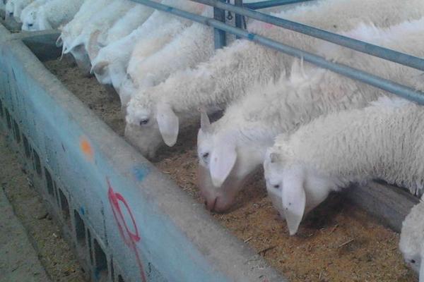 規模養殖場標準