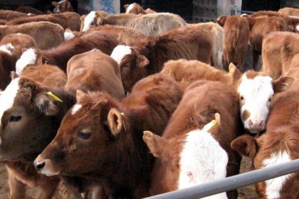 規模養殖場標準