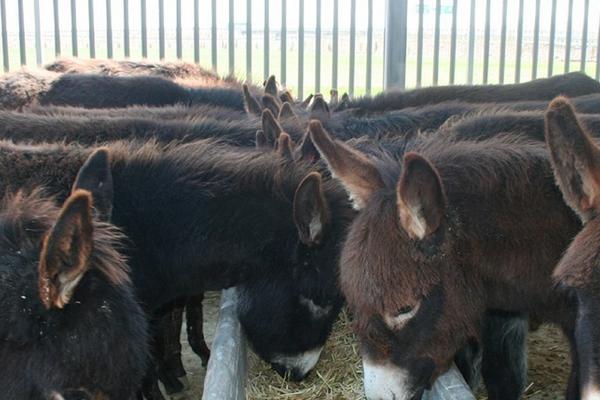 規模養殖場標準