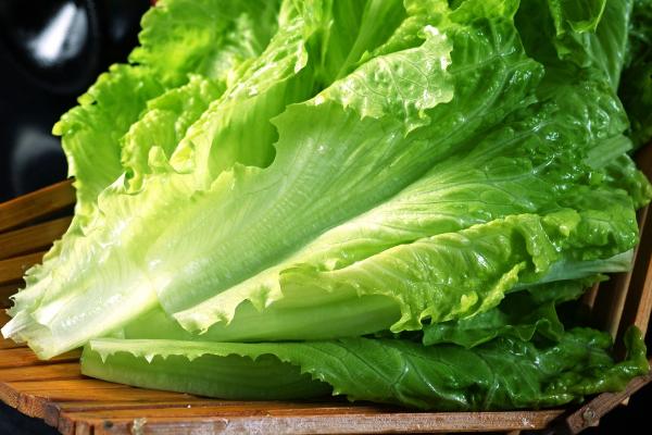 三月份適合種植的蔬菜