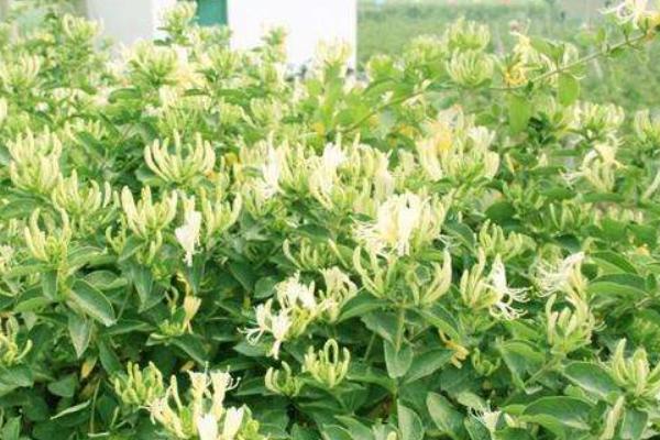 三年金銀花樹苗