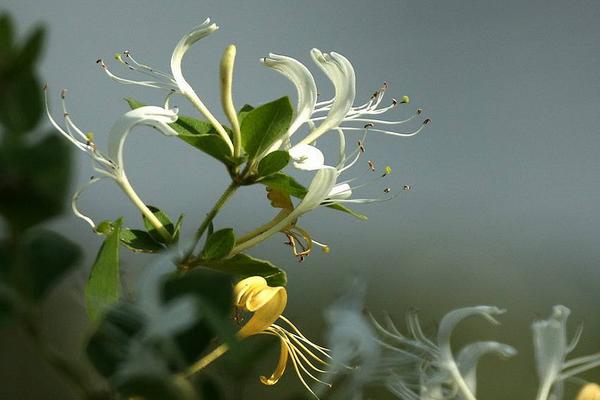 三年金銀花樹苗