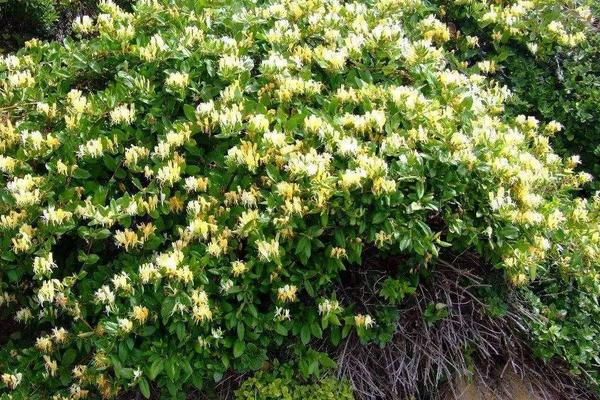 三年金銀花樹苗