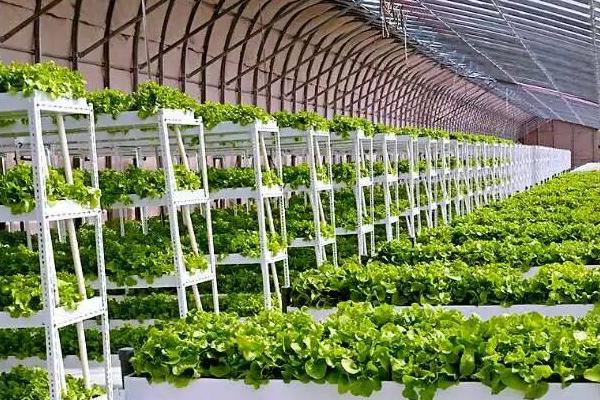 阿米妙收農(nóng)藥治什么?。靠芍挝鞴掀咸鸭盎ɑ艽蟛糠植? /></p>
                
		   <p><strong>阿米妙收農(nóng)藥的特點(diǎn)與用途</strong></p><p>阿米妙收的有效成分有苯醚甲環(huán)與嘧菌酯，劑型為32.5％懸浮劑，并且還具有保護(hù)與治理活性，非常適用于空性管理與病害綜合治理。其殺菌范圍非常廣，對(duì)于擔(dān)子菌、半知菌、子囊菌以及卵菌引起的病害如白粉病、霜霉病、銹病、疫病、稻瘟病、葉霉、葉斑病和根、黑穗病以及根莖病害都非常有效。</p><p><img alt=