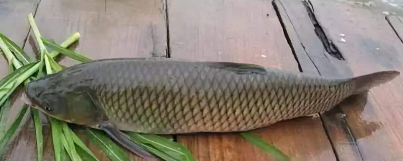 草魚飼料配方，選用不同原材料按照不同比例進行配比