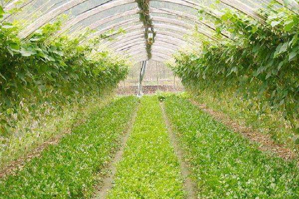 阿米妙收農(nóng)藥治什么病