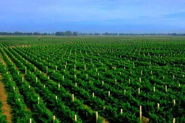 阿米妙收農(nóng)藥治什么病