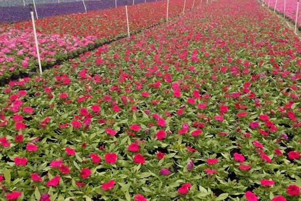 阿米妙收農(nóng)藥治什么病