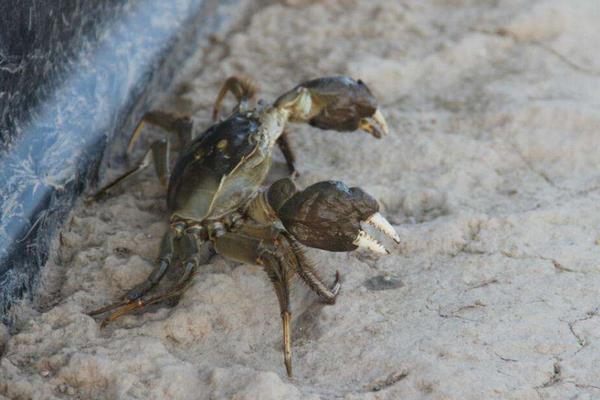 人工養殖大閘蟹效益怎么樣？要建立自己的品牌打開銷路