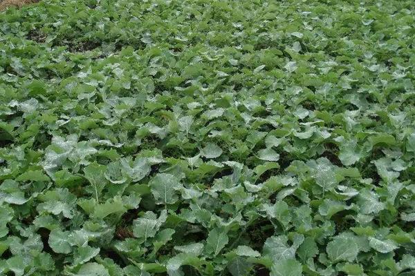 油菜地用什么除草劑