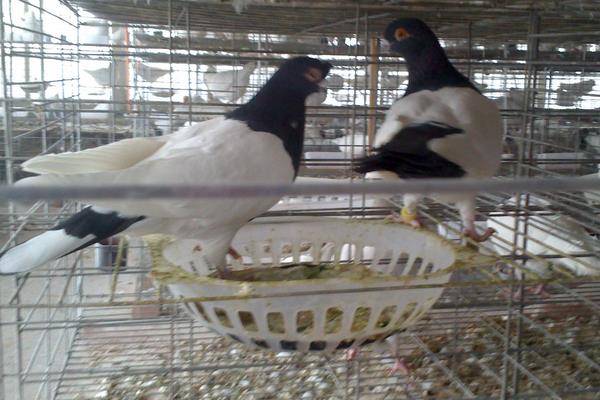 4個農村冷門養殖項目，一般人都想不到