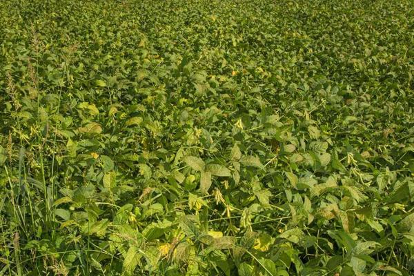 昊疆1號大豆品種介紹