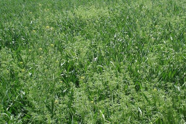 油菜地用什么除草劑