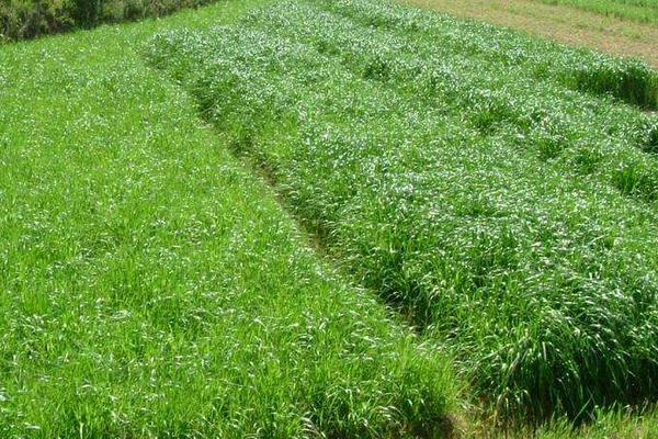 4個目前農(nóng)村熱門種植項目，好種而且效益高