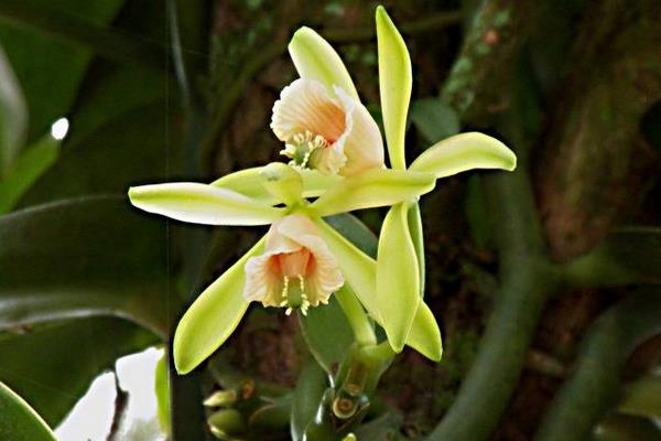 4個目前農(nóng)村熱門種植項目，好種而且效益高