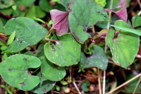 4個目前農(nóng)村熱門種植項目，好種而且效益高