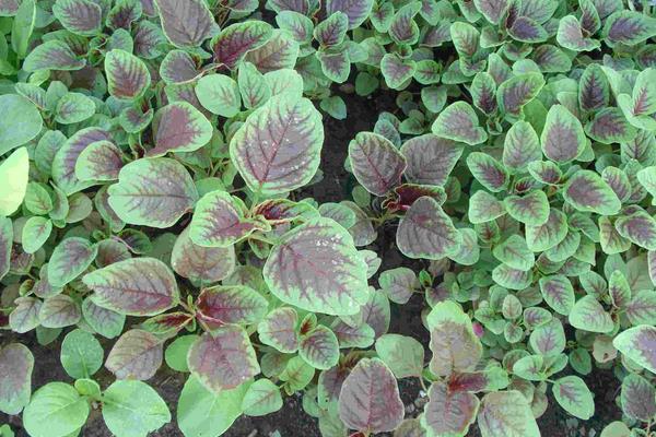 現在賣什么蔬菜好賣？這5種拉到市場分分鐘賣光