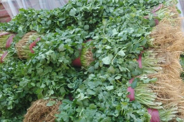 種植香菜賺錢嗎？1畝地香菜利潤告訴你有沒有前景