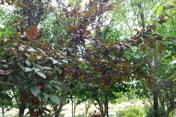 李樹(shù)保花保果特效藥