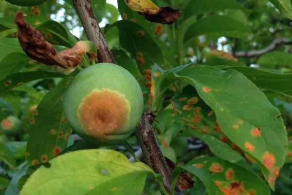 李樹(shù)保花保果特效藥