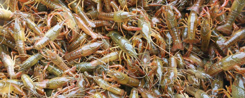 龍蝦苗哪里有批發(fā)?健康有活力的龍蝦苗保障養(yǎng)殖效益