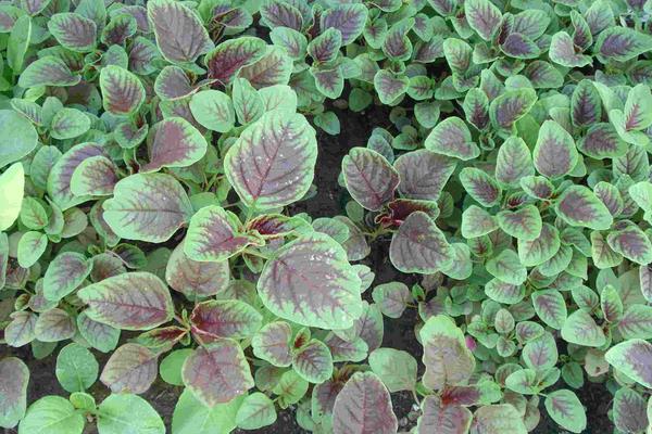 農村種植野菜前景怎么樣？選這4種不愁銷量