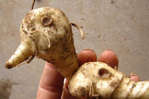 種植黃精幾年才可以收