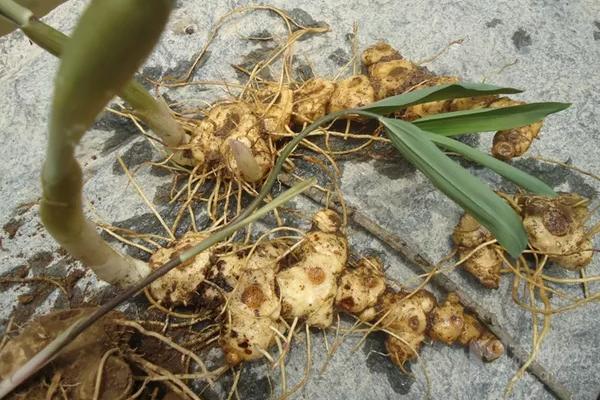 種植黃精幾年才可以收