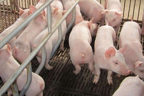 懷孕母豬發燒打什么針