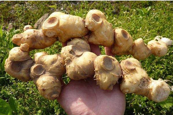 種植黃精幾年才可以收