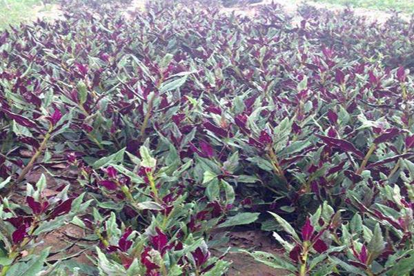 補(bǔ)血菜種植技術(shù),每年春秋扦插栽種,50天就可采收