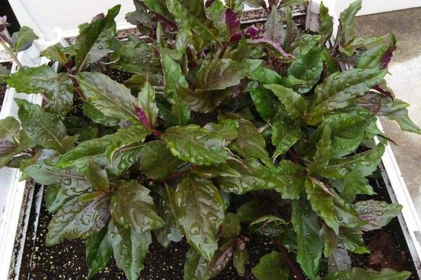 補(bǔ)血菜種植技術(shù),每年春秋扦插栽種,50天就可采收