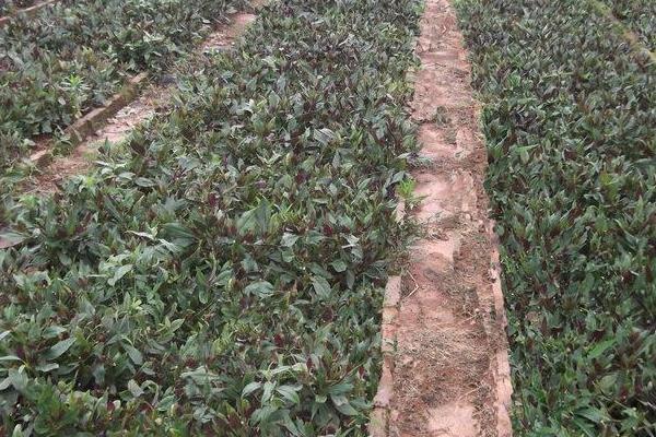 補(bǔ)血菜種植技術(shù),每年春秋扦插栽種,50天就可采收