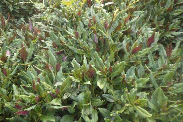 補(bǔ)血菜種植技術(shù),每年春秋扦插栽種,50天就可采收